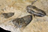 Plate Of Nine Sokhretia? Trilobites - Erfoud, Morocco #130412-7